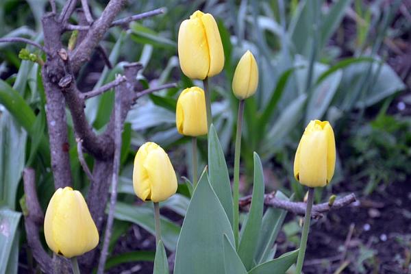 9.Perfect yellow tulips.jpg